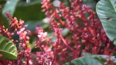 Mangifera foetida (bacang, ambacang, embacang, mangga bacang, limus, pakl, hambawang). Bu meyve mangoya benzer ama daha güzel kokulu bir kokusu vardır.