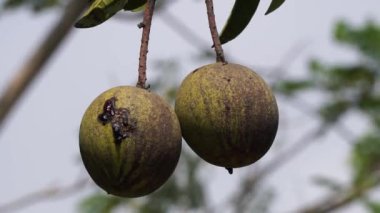 Mangifera foetida (bacang, ambacang, embacang, mangga bacang, limus, pakl, hambawang). Bu meyve mangoya benzer ama daha güzel kokulu bir kokusu vardır.