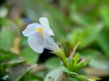 Lindernia kabukluları (Malezya sahte farekulağı, Capraria kabukluları). Bu bitki, insan uçuğu virüsü enfeksiyonuna karşı geleneksel kullanımı nedeniyle filtokimyasal araştırma için seçildi.
