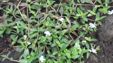 Lindernia kabukluları (Malezya sahte farekulağı, Capraria kabukluları). Bu bitki, insan uçuğu virüsü enfeksiyonuna karşı geleneksel kullanımı nedeniyle filtokimyasal araştırma için seçildi.