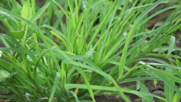 Eleusine Indica Rumput Goosegrass India Rumput Pekarangan Rumput Goosegrass Rumput — Stok Video