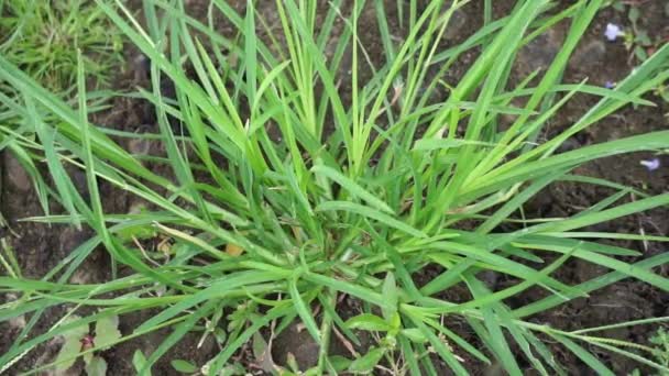 Eleusine Indica Rumput Goosegrass India Rumput Pekarangan Rumput Goosegrass Rumput — Stok Video