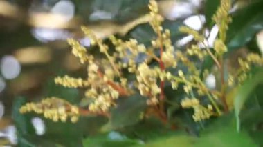 Dimocarpus longan çiçeği (ayrıca longan, Lengkeng, kelengkeng, mata kucing, longan, Dimocarpus longan olarak da bilinir) doğada yapraklar