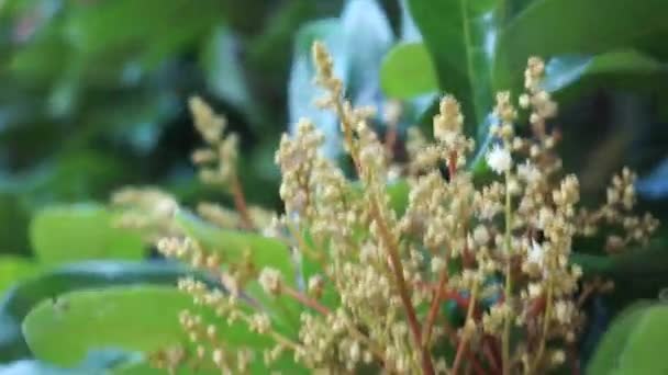 Dimocarpus Longan Flower También Llamado Longan Lengkeng Kelengkeng Mata Kucing — Vídeos de Stock