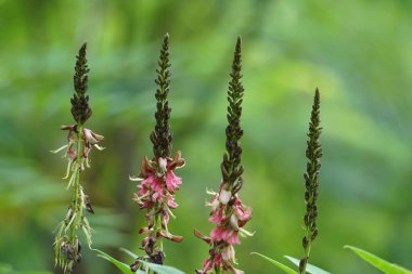 Indigofera Zollingeriana (ayrıca tarum, nila olarak da bilinir). Endonezya 'da, Sündanlılar batik boyası olarak Indigofera tinctoria (yerel olarak tarum veya nila olarak bilinir) kullanırlar.