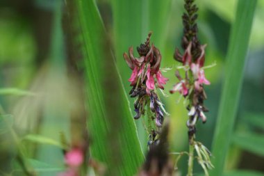 Indigofera Zollingeriana (ayrıca tarum, nila olarak da bilinir). Endonezya 'da, Sündanlılar batik boyası olarak Indigofera tinctoria (yerel olarak tarum veya nila olarak bilinir) kullanırlar.