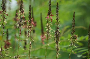 Indigofera Zollingeriana (ayrıca tarum, nila olarak da bilinir). Endonezya 'da, Sündanlılar batik boyası olarak Indigofera tinctoria (yerel olarak tarum veya nila olarak bilinir) kullanırlar.