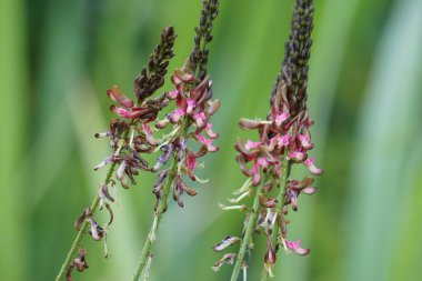 Indigofera Zollingeriana (ayrıca tarum, nila olarak da bilinir). Endonezya 'da, Sündanlılar batik boyası olarak Indigofera tinctoria (yerel olarak tarum veya nila olarak bilinir) kullanırlar.