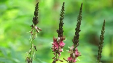 Indigofera Zollingeriana (ayrıca tarum, nila olarak da bilinir). Endonezya 'da, Sündanlılar batik boyası olarak Indigofera tinctoria (yerel olarak tarum veya nila olarak bilinir) kullanırlar.
