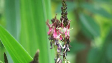 Indigofera Zollingeriana (ayrıca tarum, nila olarak da bilinir). Endonezya 'da, Sündanlılar batik boyası olarak Indigofera tinctoria (yerel olarak tarum veya nila olarak bilinir) kullanırlar.
