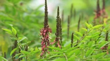 Indigofera Zollingeriana (ayrıca tarum, nila olarak da bilinir). Endonezya 'da, Sündanlılar batik boyası olarak Indigofera tinctoria (yerel olarak tarum veya nila olarak bilinir) kullanırlar.