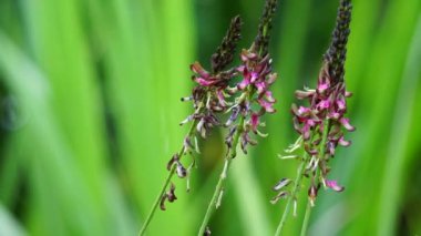 Indigofera Zollingeriana (ayrıca tarum, nila olarak da bilinir). Endonezya 'da, Sündanlılar batik boyası olarak Indigofera tinctoria (yerel olarak tarum veya nila olarak bilinir) kullanırlar.