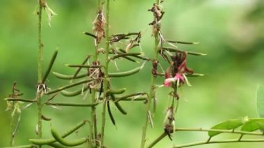 Indigofera Zollingeriana (ayrıca tarum, nila olarak da bilinir). Endonezya 'da, Sündanlılar batik boyası olarak Indigofera tinctoria (yerel olarak tarum veya nila olarak bilinir) kullanırlar.
