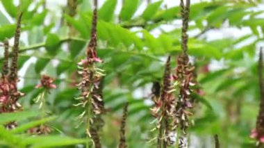 Indigofera Zollingeriana (ayrıca tarum, nila olarak da bilinir). Endonezya 'da, Sündanlılar batik boyası olarak Indigofera tinctoria (yerel olarak tarum veya nila olarak bilinir) kullanırlar.