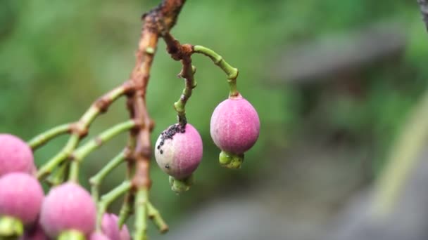 Syzygium Pycnanthum Syzygium Foxworthianum Wild Rose Apple Eugenia Densiflora Jambosa — стокове відео