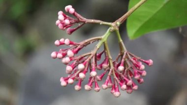 Syzygium Pycnanthum (Syzygium foxworthianum, Wild Rose Apple, Eugenia densiflora, Jambosa densiflora, Myrtus densiflora). Bu bir ağaçtır ve öncelikle nemli tropikal biyomda yetişir..