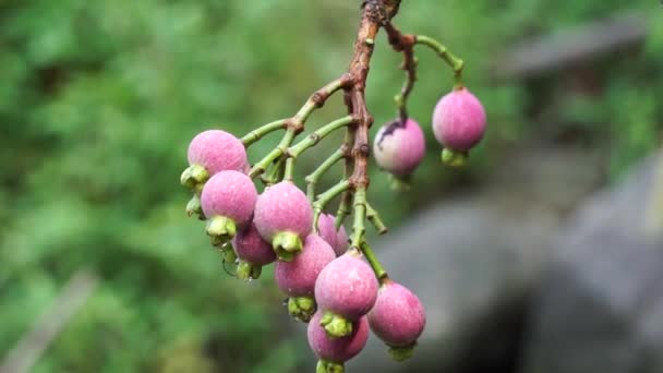 Syzygium Pycnanthum Syzygium Foxworthianum Wild Rose Apple Eugenia Densiflora Jambosa — Stok video