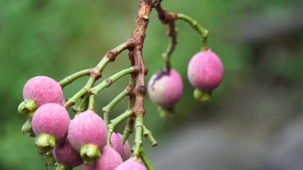 Syzygium Pycnanthum Syzygium Foxworthianum Wild Rose Apple Eugenia Densiflora Jambosa — Wideo stockowe