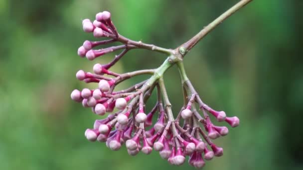 Syzygium Pycnanthum Syzygium Foxworthianum Wild Rose Apple Eugenia Densiflora Jambosa — Stockvideo