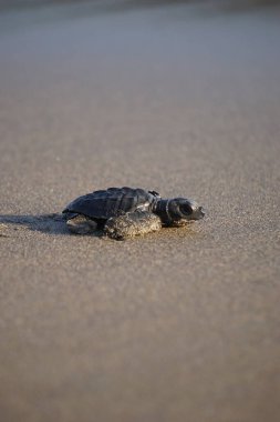Yavru kaplumbağa sahilde yürüyor.