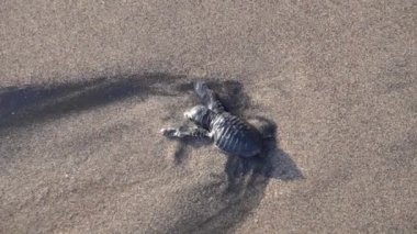 Yavru kaplumbağa sahilde yürüyor.