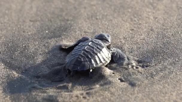 Tortuga Bebé Caminando Playa — Vídeo de stock