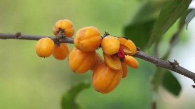 Casearia velutina (Gossypiospermum, Synandrina) meyvesi. Bir çalı ya da ağaçtır ve öncelikle nemli tropikal biyomda yetişir..