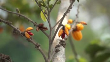 Casearia velutina (Gossypiospermum, Synandrina) meyvesi. Bir çalı ya da ağaçtır ve öncelikle nemli tropikal biyomda yetişir..