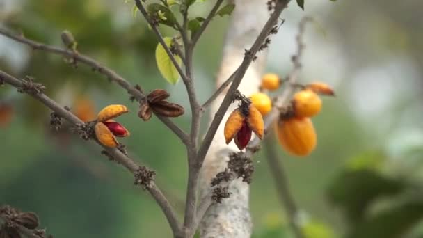 カサリア ヴェルトリーナの果実 ゴッシー アッペルナム シナンドリーナ それは低木または木であり 主に湿った熱帯バイオームで成長します — ストック動画