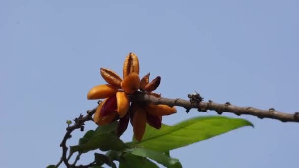 西番莲 Gossypiospermum Synandrina 的果实 它是一种灌木或树木 主要生长在潮湿的热带生物群落中 — 图库视频影像