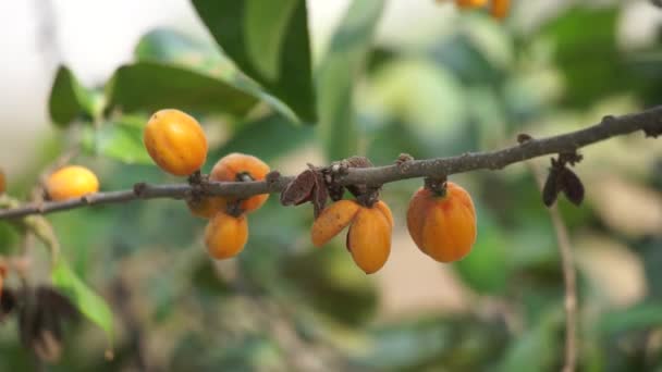 Плод Casearia Velutina Gossypiospermum Synandrina Кустарник Дерево Произрастает Основном Влажном — стоковое видео