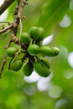 Polyalthia longifolia (glodokan, glodogan tiang) doğal bir geçmişi vardır. Bu yemyeşil ağacın 20 metreden fazla büyüdüğü ve gürültü kirliliğinin azaltılmasındaki etkinliği nedeniyle dikildiği biliniyor.