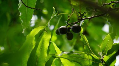 Polyalthia longifolia (glodokan, glodogan tiang) doğal bir geçmişi vardır. Bu yemyeşil ağacın 20 metreden fazla büyüdüğü ve gürültü kirliliğinin azaltılmasındaki etkinliği nedeniyle dikildiği biliniyor.