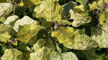 Solanum melongena yaprakları (patlıcan, terung, terong, brinjal, patlıcan) sarı virüsten etkilenir. Bu virüs gemini virüsü olarak bilinir (biber sarısı kıvrım)