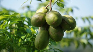 Spondias dulcis (Haziran eriği, Kedondong, dondong, altın elma, pommecythere, v, cythere) meyvesi. Bu meyve tatlı ve ekşidir ve genellikle rujak buah olarak kullanılır