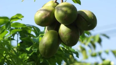 Spondias dulcis (Haziran eriği, Kedondong, dondong, altın elma, pommecythere, v?, cythere) meyvesi. Bu meyve tatlı ve ekşi sıklıkla rujak buah olarak kullanılır.