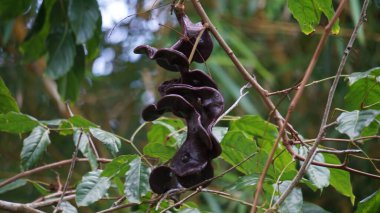 Ağaçta arşidendron pauciflorum (Kara boncuk, köpek meyvesi, Jenkol ağacı, Luk Nieng ağacı, Ngapi Nut, Pithecellobium lobatum Benth, djengkol, jengkol)