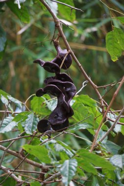 Ağaçta arşidendron pauciflorum (Kara boncuk, köpek meyvesi, Jenkol ağacı, Luk Nieng ağacı, Ngapi Nut, Pithecellobium lobatum Benth, djengkol, jengkol)