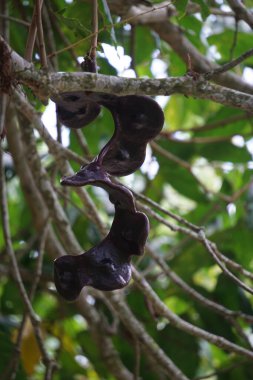 Ağaçta arşidendron pauciflorum (Kara boncuk, köpek meyvesi, Jenkol ağacı, Luk Nieng ağacı, Ngapi Nut, Pithecellobium lobatum Benth, djengkol, jengkol)
