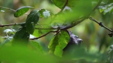 Ağaçta arşidendron pauciflorum (Kara boncuk, köpek meyvesi, Jenkol ağacı, Luk Nieng ağacı, Ngapi Nut, Pithecellobium lobatum Benth, djengkol, jengkol)
