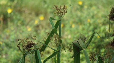 Actinoscirpus grossus (also called Mensiang, Greater club-rush, Giant bulrush). This grass is often made for woven materials