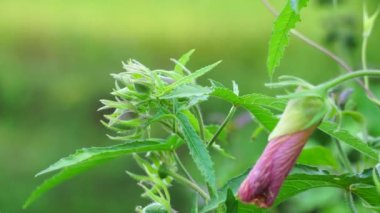 Abelmoschus moschatus (Also called Abelmosk, ambrette, annual hibiscus, Bamia Moschata, Galu Gasturi, muskdana) in nature. The plant has used in Ayurveda herbal medicine, including as an antispasmodi