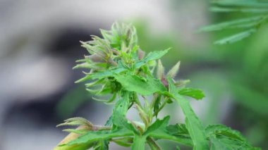 Abelmoschus moschatus (Also called Abelmosk, ambrette, annual hibiscus, Bamia Moschata, Galu Gasturi, muskdana) in nature. The plant has used in Ayurveda herbal medicine, including as an antispasmodi