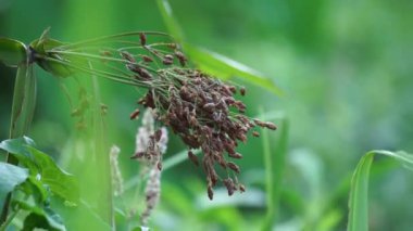 Actinoscirpus grossus (also called Mensiang, Greater club-rush, Giant bulrush). This grass is often made for woven materials