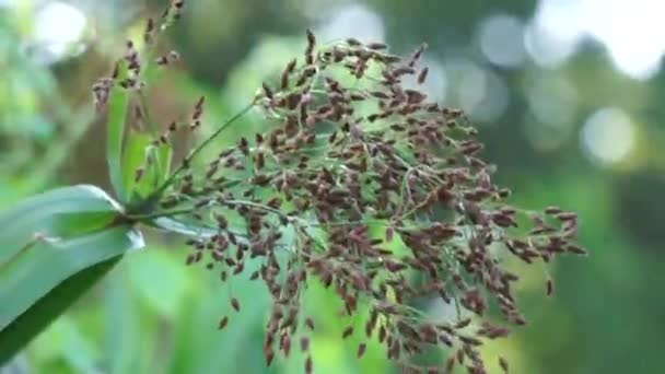 Actinoscirpus Grossus Also Called Mensiang Greater Club Rush Giant Bulrush — Stockvideo