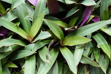 Tradescantia spathacea (oyster plant, boatlily, Moses in the cradle, adam hawa) with a natural background