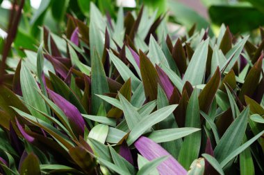 Tradescantia spathacea (oyster plant, boatlily, Moses in the cradle, adam hawa) with a natural background
