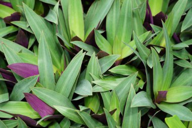 Tradescantia spathacea (oyster plant, boatlily, Moses in the cradle, adam hawa) with a natural background