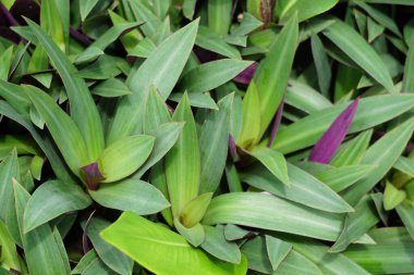 Tradescantia spathacea (oyster plant, boatlily, Moses in the cradle, adam hawa) with a natural background
