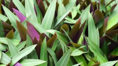 Tradescantia spathacea (oyster plant, boatlily, Moses in the cradle, adam hawa) with a natural background